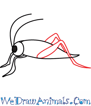 300x350 How To Draw A Grasshopper - Line Drawing Of A Grasshopper