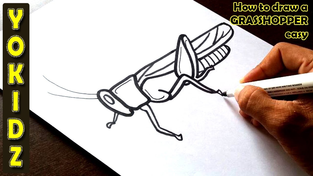 1280x720 How To Draw A Grasshopper Easy - Line Drawing Of A Grasshopper
