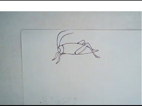 480x360 How To Draw A Grasshopper - Line Drawing Of A Grasshopper