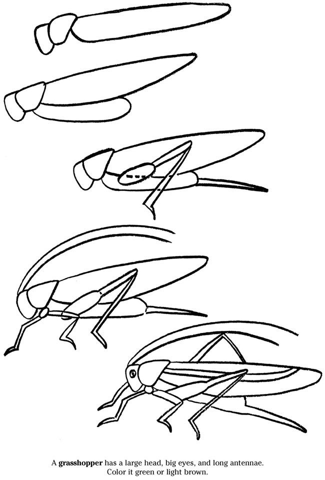 650x960 How To Draw A Grasshopper How To Draw Drawings, Art Sketchbook - Line Drawing Of A Grasshopper