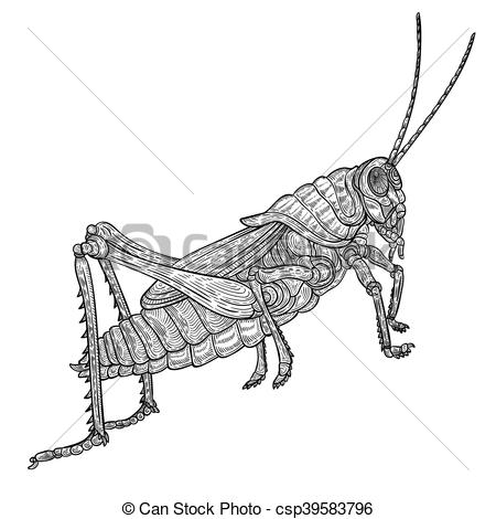 450x470 Huge Collection Of 'grasshopper Line Drawing' Download More Than - Line Drawing Of A Grasshopper