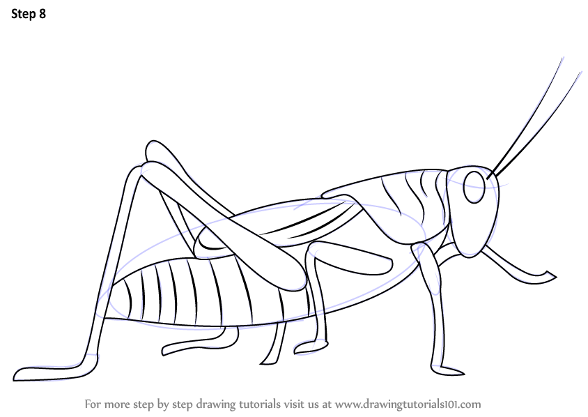 844x598 Learn How To Draw A Grasshopper - Line Drawing Of A Grasshopper