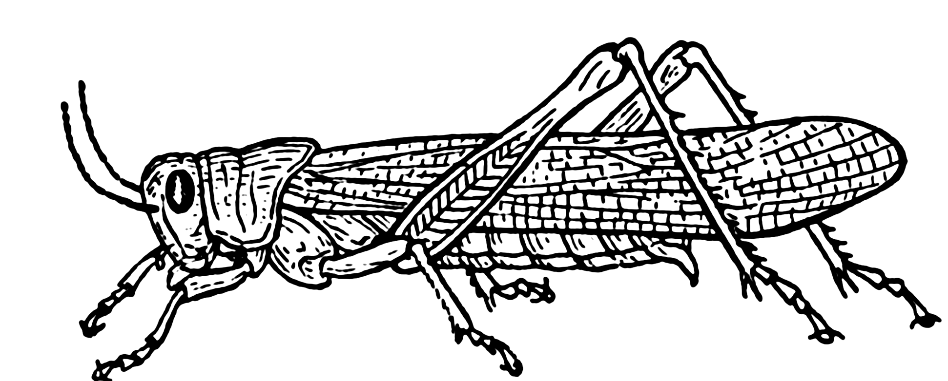 Line Drawing Of A Grasshopper at PaintingValley.com | Explore ...