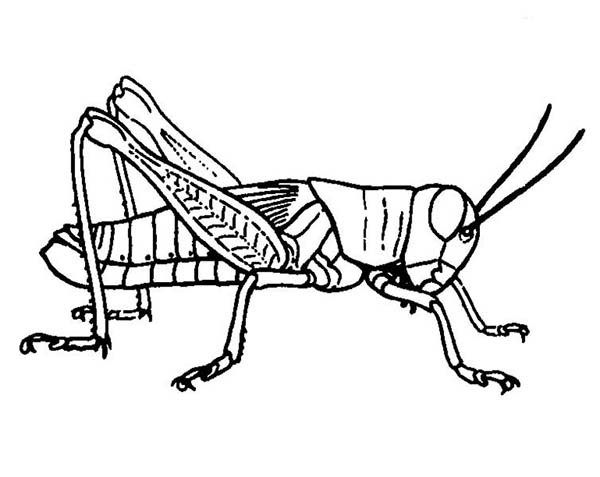 600x477 Grasshopper Coloring - Line Drawing Of A Grasshopper