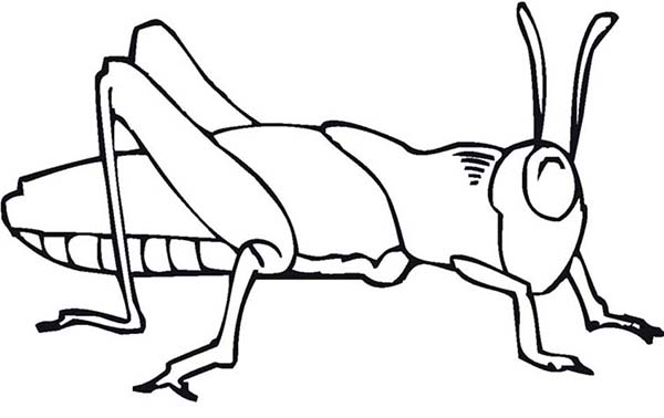 600x378 Grasshopper Clipart Free Download On Scubasanmateo - Line Drawing Of A Grasshopper