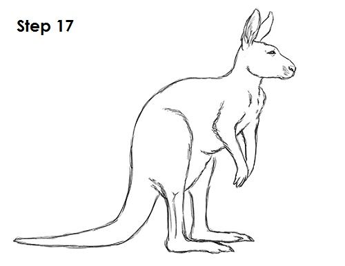 500x386 Kangaroo Drawing Tmn Kangaroo Drawing, Drawings, Pencil Art - Line Drawing Of A Kangaroo