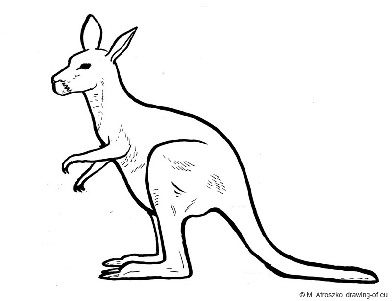 800x615 Kangaroo Draw - Line Drawing Of A Kangaroo