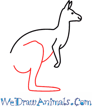 300x350 How To Draw A Kangaroo - Line Drawing Of A Kangaroo