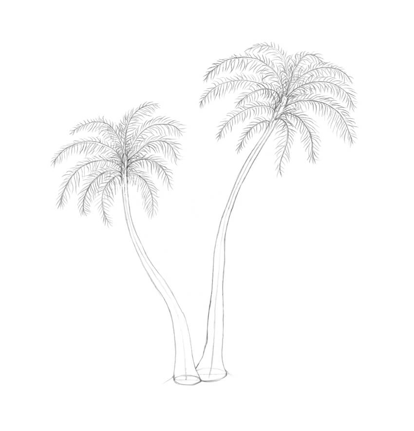 Line Drawing Of A Palm Tree at Explore collection