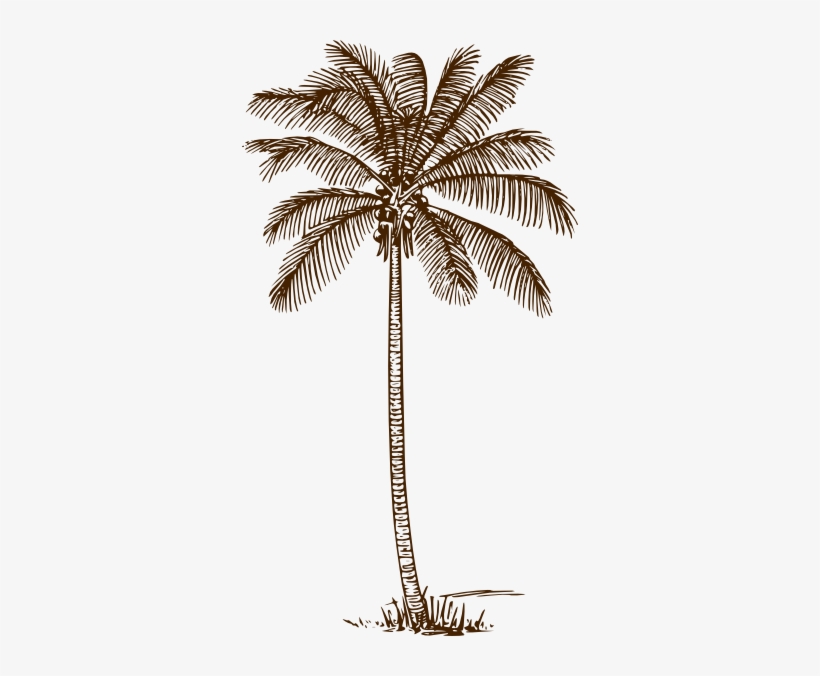 820x676 Palm Tree Clip Art - Line Drawing Of A Palm Tree