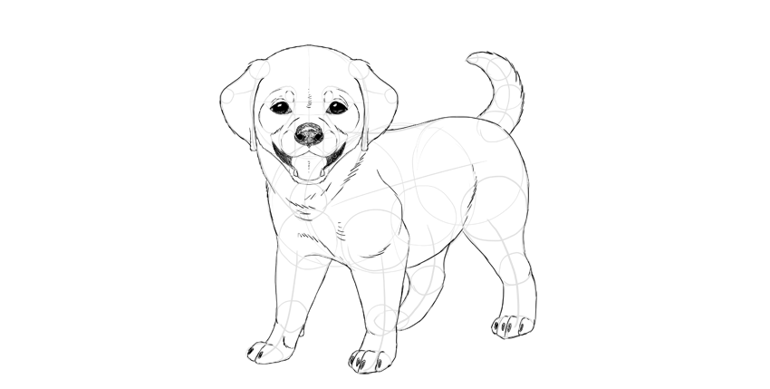 850x429 How To Draw A Puppy - Line Drawing Of A Puppy