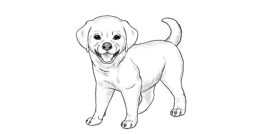 850x429 Mammals Drawing Puppy For Free Download - Line Drawing Of A Puppy