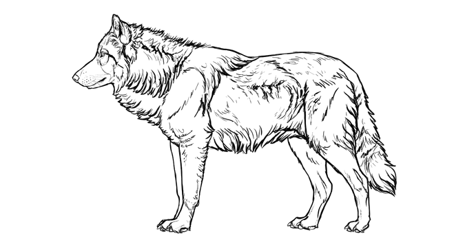 688x365 how to draw a wolf head and shoulders, knees and paws - Line Drawing Of A Wolf