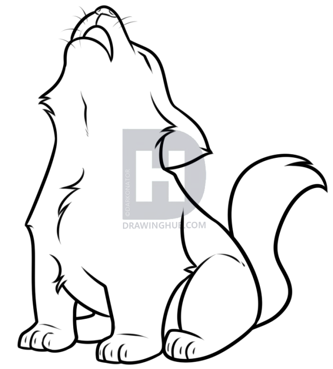 650x720 Howling Wolf Pup Drawing Tutorial, Step - Line Drawing Of A Wolf