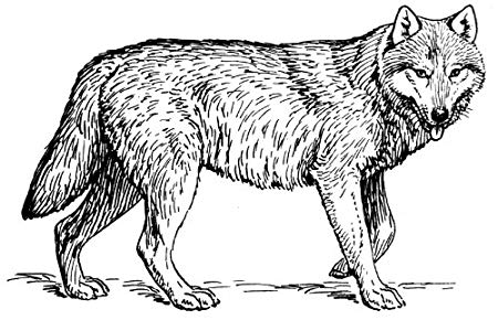450x290 x acrylic keyring line drawing wolf - Line Drawing Of A Wolf