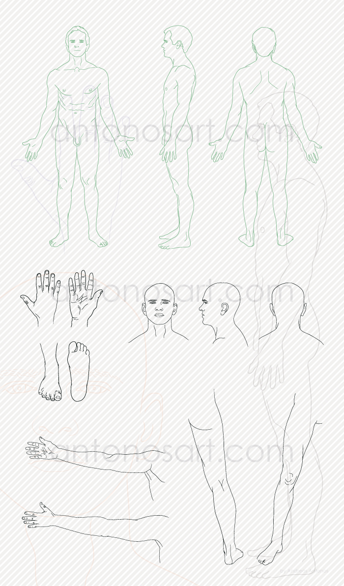 700x1192 Medical Illustrations Anatomical Graphics - Line Drawing Pictures