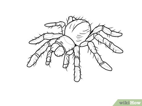 460x345 Ways To Draw A Spider - Line Drawing Pictures
