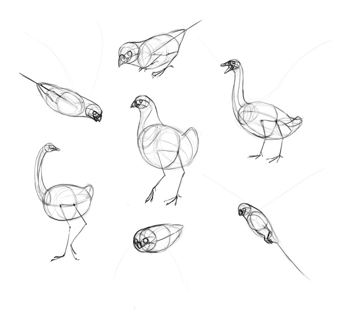 700x614 How To Draw Birds Step - Line Drawing Pictures Of Birds