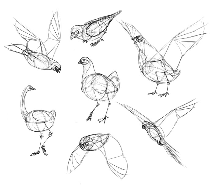 700x614 Drawings Of Birds - Line Drawing Pictures Of Birds