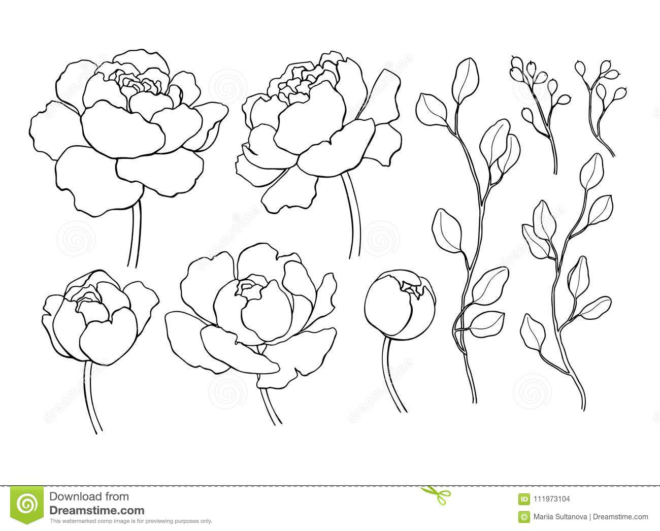 1300x1046 simple flower line drawing peony flower and leaves line drawing - Line Drawing Simple