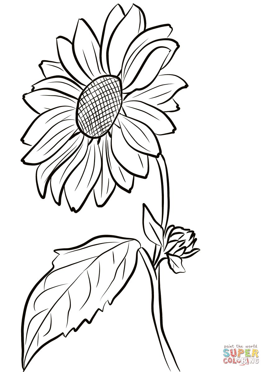 857x1200 Line Drawing Sunflower At Getdrawings Abstract Flower - Line Drawing Sunflower