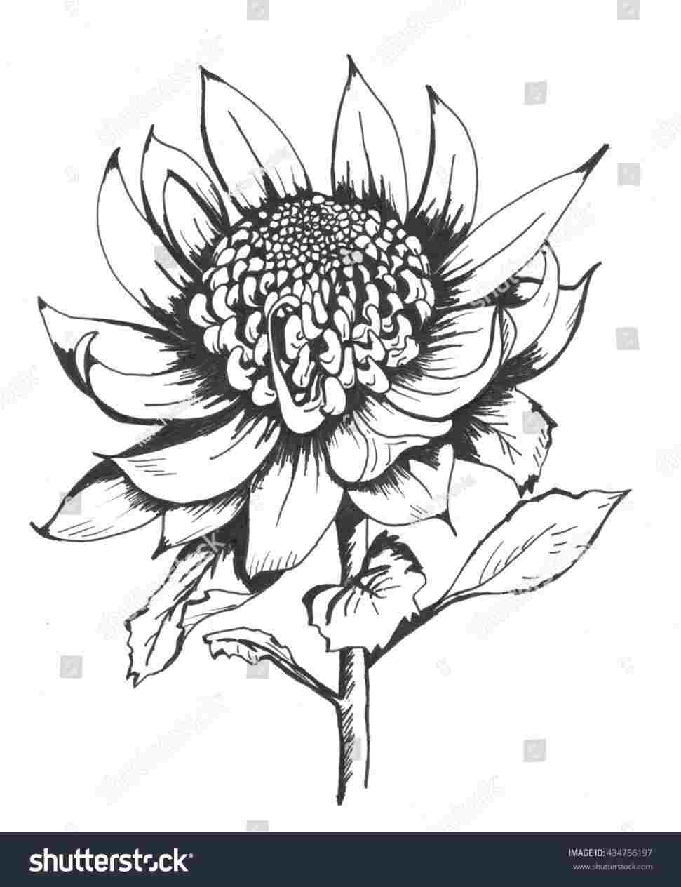 971x1264 Line Drawing Sunflower Outline Tattoo - Line Drawing Sunflower