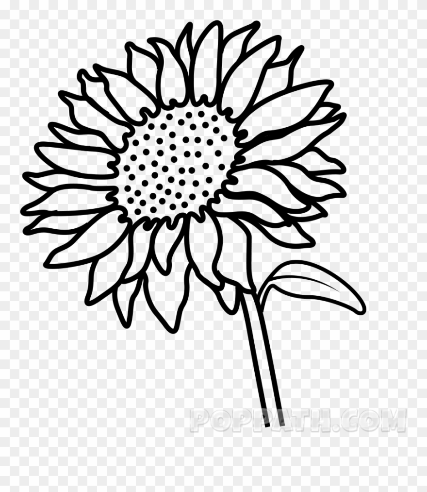 880x1013 Stem Drawing Sunflower - Line Drawing Sunflower
