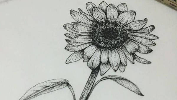 600x340 Sunflower Drawings - Line Drawing Sunflower
