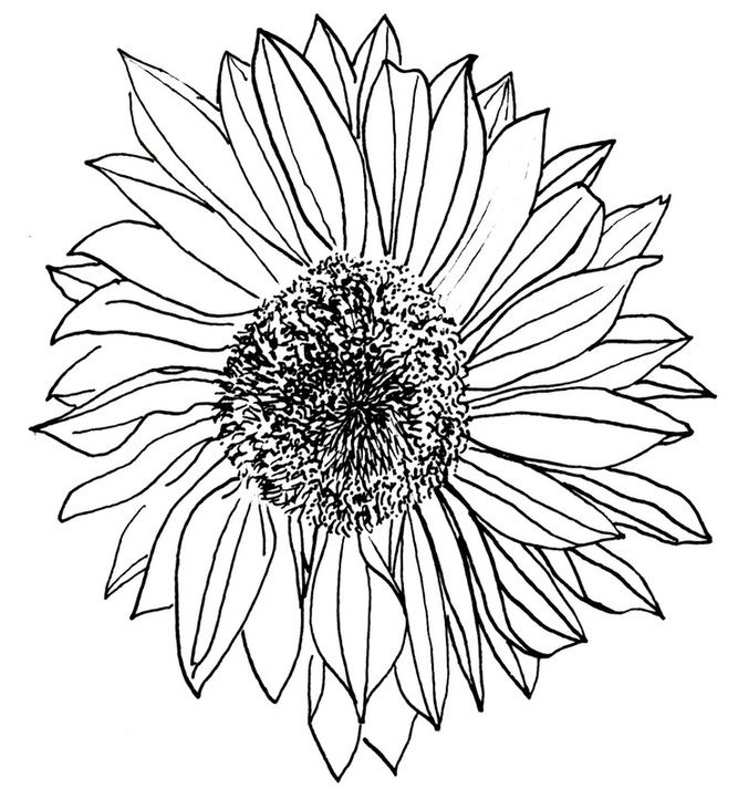 667x722 Sunflower Drawing Lifestyle - Line Drawing Sunflower