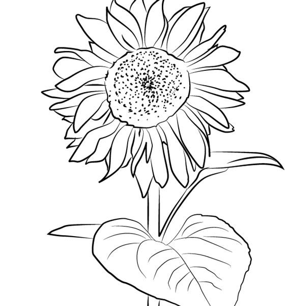 566x600 Sunflower Drawing Easy Step - Line Drawing Sunflower