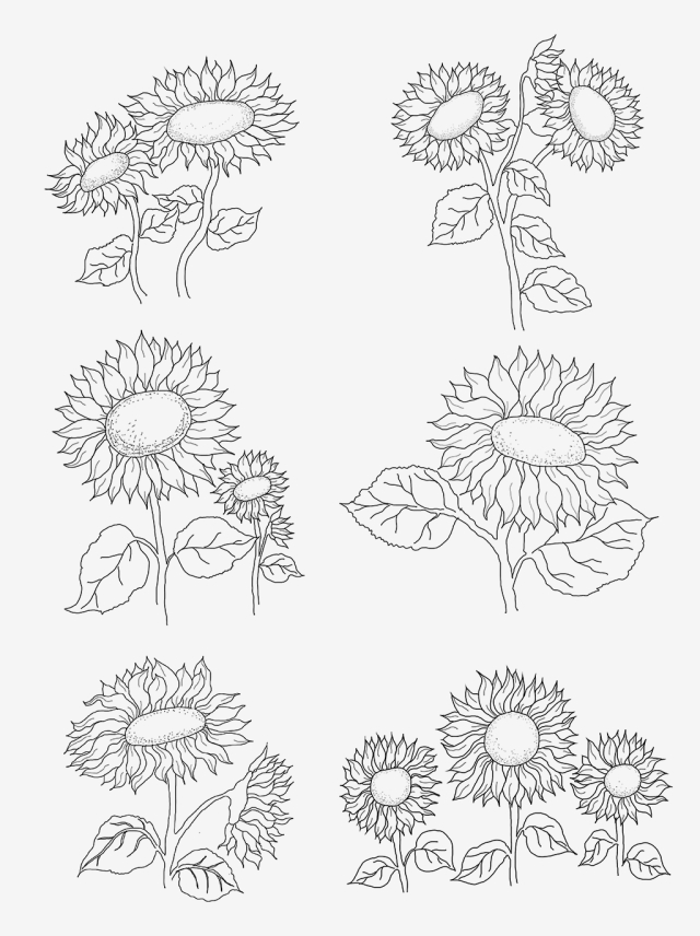 640x856 sunflower flower set drawing line draft drawn sunflower,sunflower - Line Drawing Sunflower