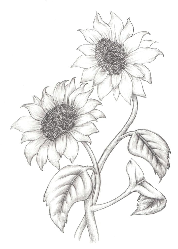 733x1024 Sunflower Images For Drawing Common Sunflower Drawing Sketch - Line Drawing Sunflower