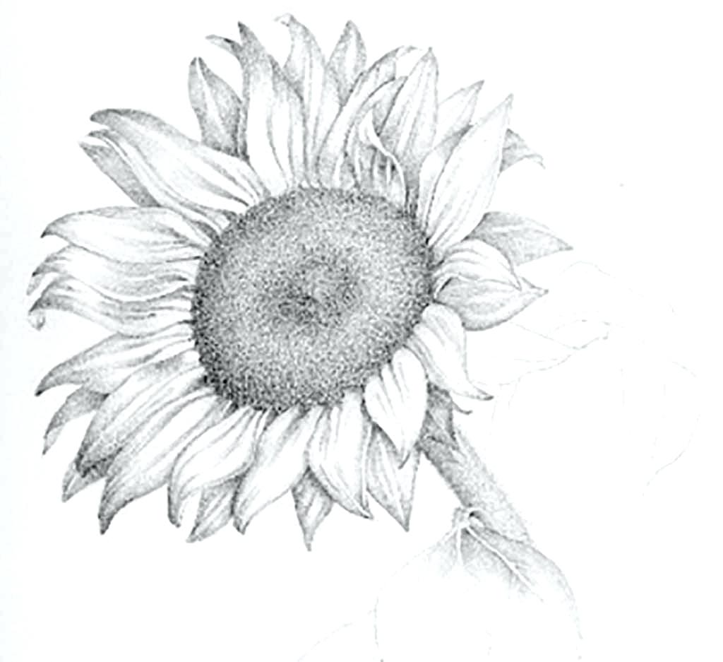 1024x937 Sunflower Images For Drawing How To Draw Sunflowers Sunflower - Line Drawing Sunflower