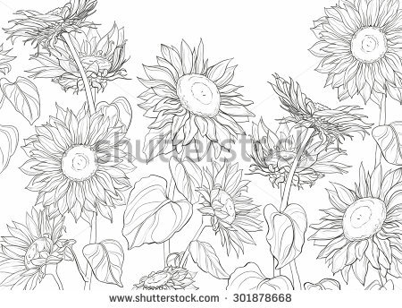 450x344 Sunflower Line Art Clip Art - Line Drawing Sunflower