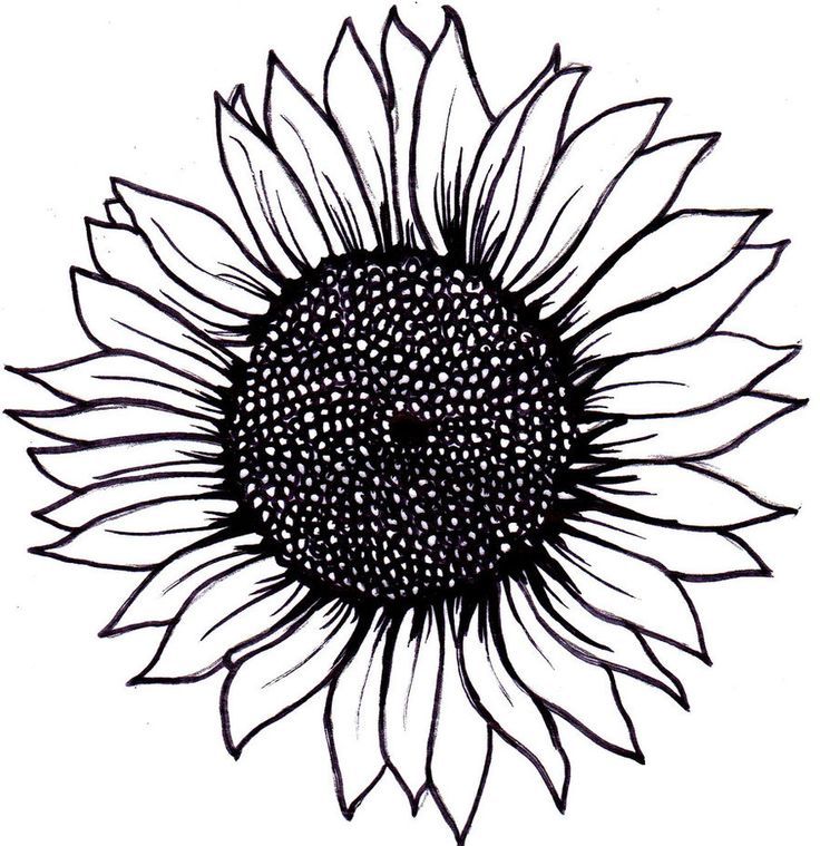 Line Drawing Sunflower at Explore collection of