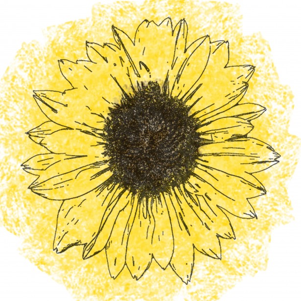 615x615 Sunflower Line Drawing Free Stock Photo - Line Drawing Sunflower