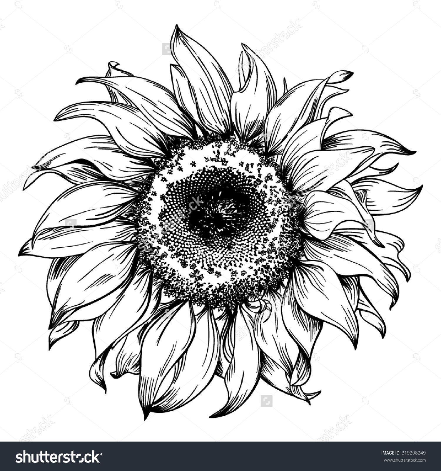 1500x1600 Sunflower Line Drawing Gallery - Line Drawing Sunflower