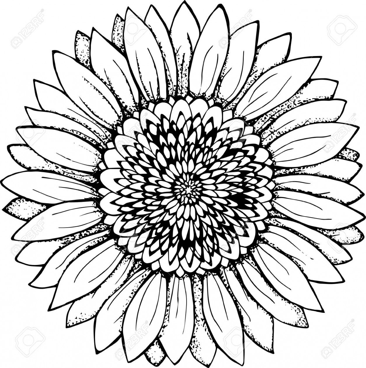 1254x1261 Drawing Black And White Common Sunflower Clip Art Sunflower Line - Line Drawing Sunflower