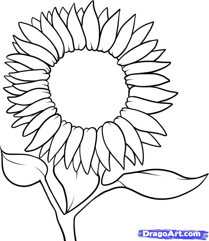 695x801 How To Draw A Sunflower Step Embroidery Drawings, Sunflower - Line Drawing Sunflower