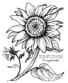 236x289 Sunflower Line Drawings - Line Drawing Sunflower