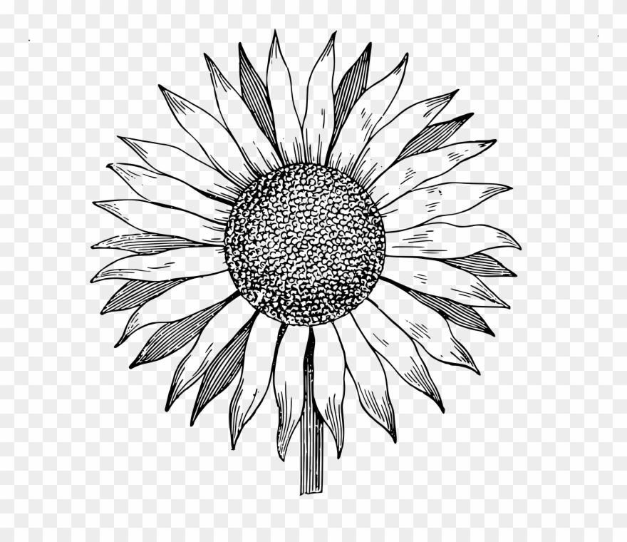 880x760 Download Free Clip Art Sunflower Image - Line Drawing Sunflower