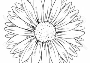300x210 Drawing A Sunflower How To Draw Sunflower - Line Drawing Sunflower