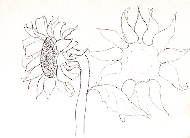 633x460 How To Draw Sunflowers - Line Drawing Sunflower