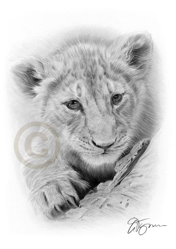 570x807 Lion Cub Pencil Drawing Print Watercolour Pencil Artwork Etsy - Lion And Cub Drawing