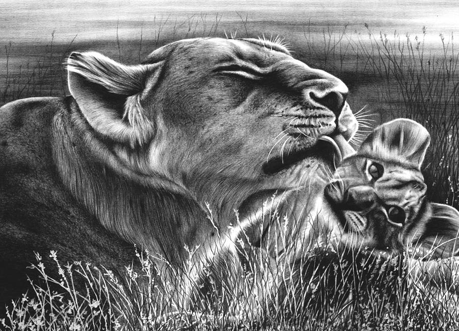 900x648 Lion And Cub Drawing - Lion And Cub Drawing