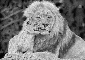 300x212 Lion Cub Drawings Fine Art America - Lion And Cub Drawing