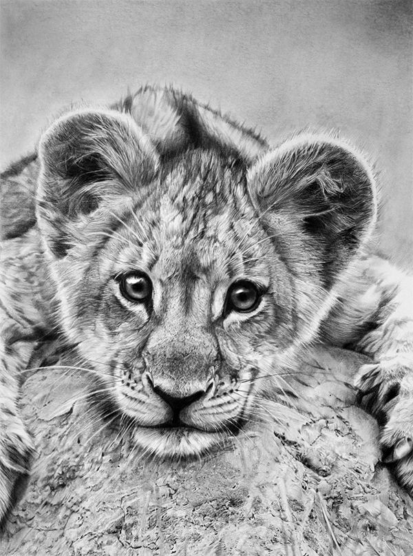 600x807 A Little Lion Cub With Spell Bound Eyes On Stand - Lion And Cub Drawing