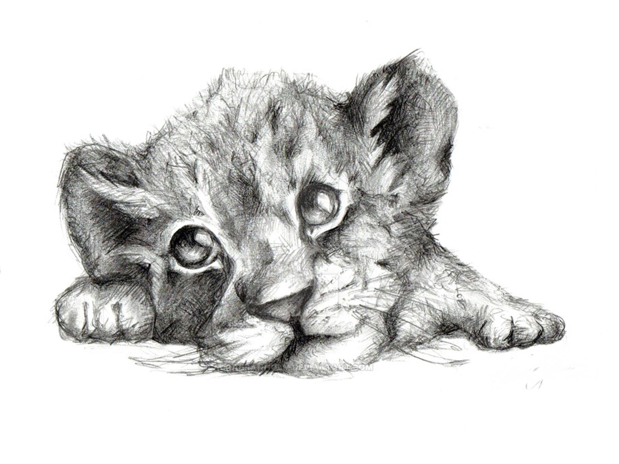  How To Draw A Lion Cub of all time Check it out now 