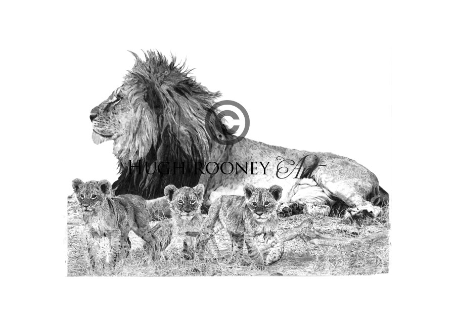 900x637 lion with cubs hugh rooney art - Lion And Cub Drawing