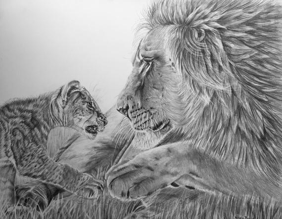 570x443 Lions Male Lion Cub Original Pencil Drawing Animal Art Etsy - Lion And Cub Drawing